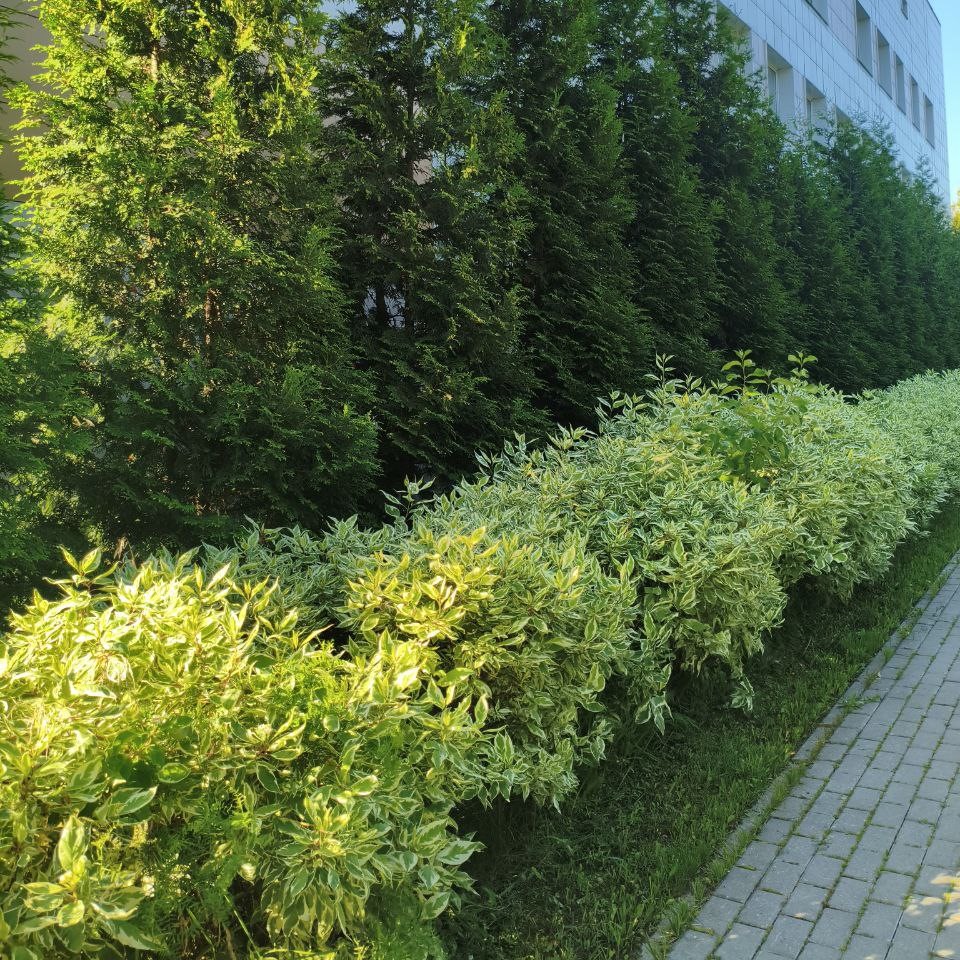 Лиственная или хвойная? вопрос не о растениях